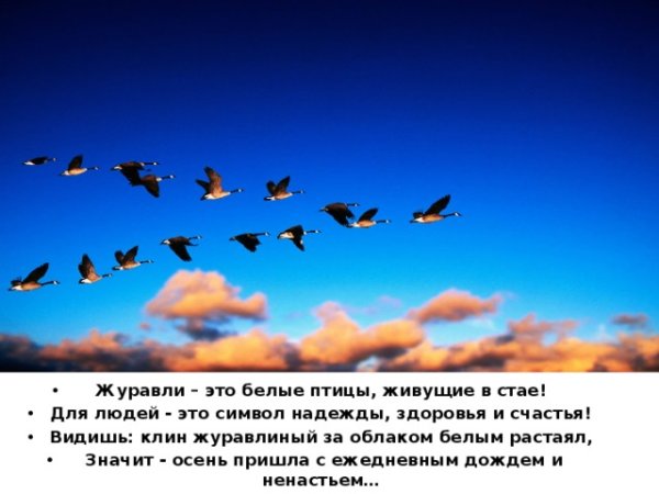 Море закат птицы