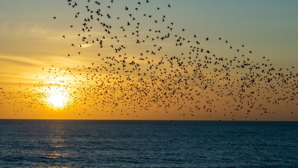 Стаи птиц улетают прочь за синее море