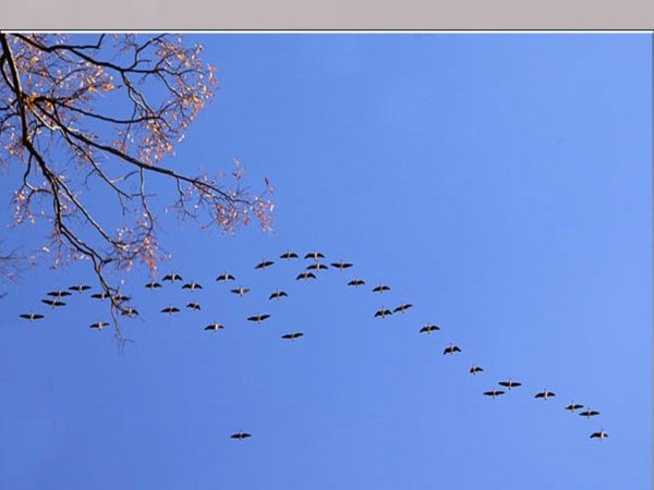 Бальмонт стаи птиц улетают