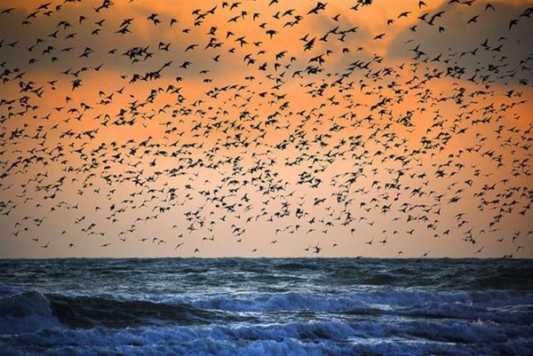 Стая птиц над морем