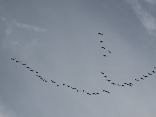 Поспевает брусника стали дни холоднее