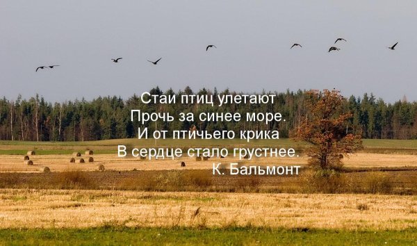 Картина стая птиц летит моря