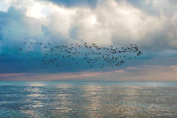 Бальмонт птицы улетели
