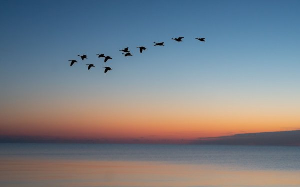 Чайки много