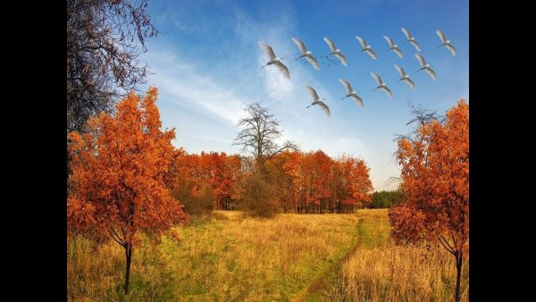 Птицы улетают на Юг