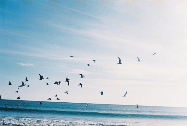 Птицы в небе