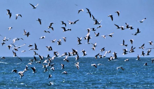 Перелётные птицы журавлиный Клин