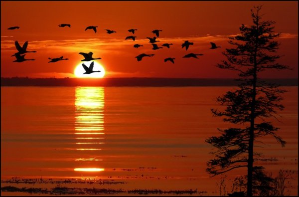 Весна птицы летят