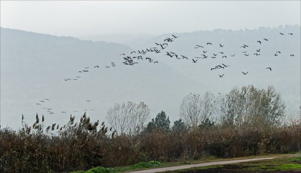Журавли над морем
