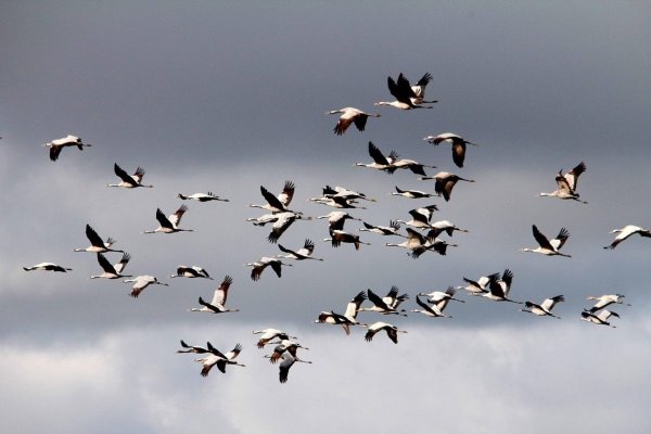 Вожак стаи птиц