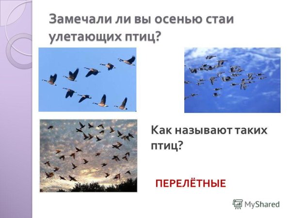 Осень птицы улетают