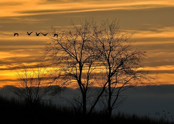 Журавль в небе