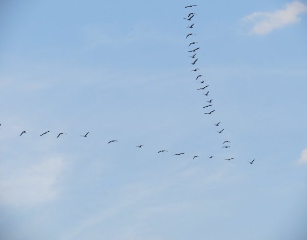 Журавлиный Клин осенью живопись