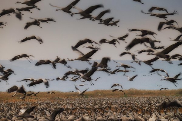 Перелётные птицы журавлиный Клин