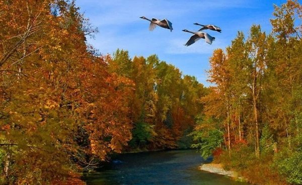 Много Журавли в полете