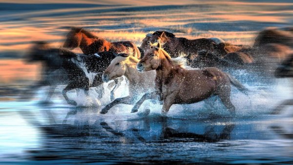 Лошадь бежит по воде