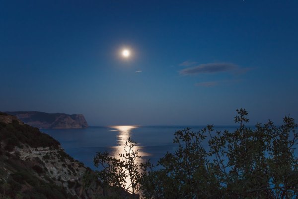Лунная дорожка цветы