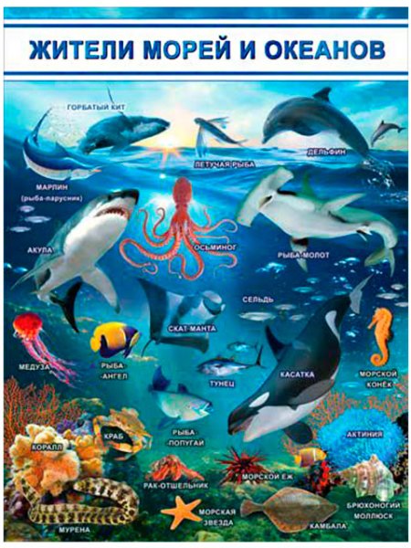 Обитатели морей и океанов плакат
