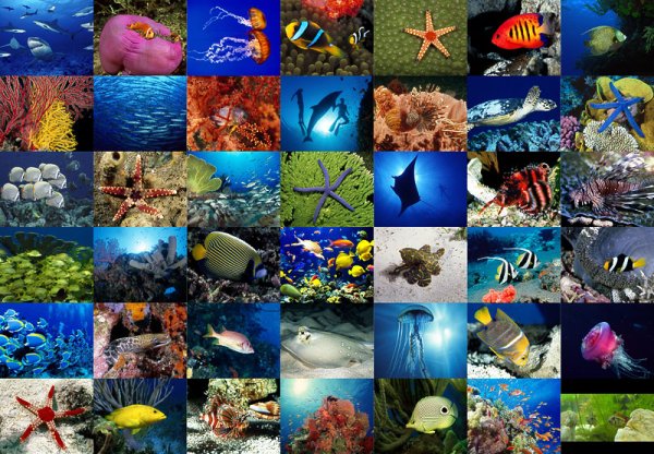 Морские обитатели