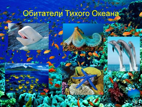 Морские обитатели описание