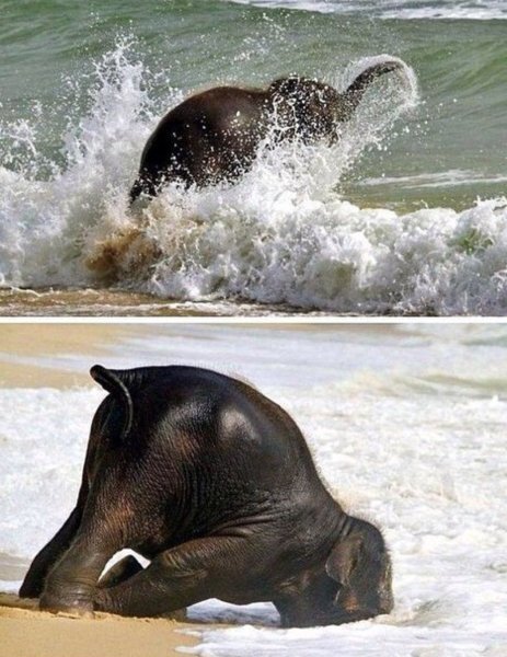 Слоненок на пляже