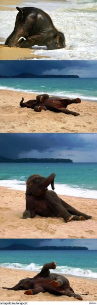 Слон на пляже