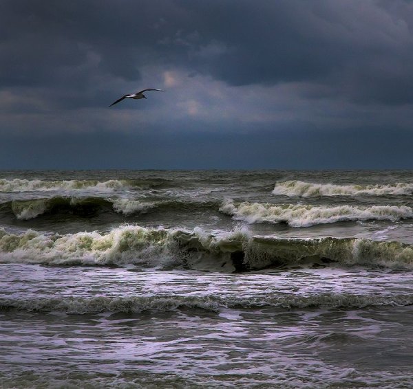 Альбатрос черное море