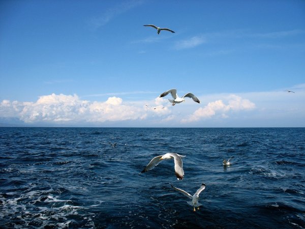 Море, Чайки
