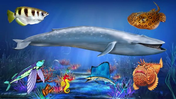 Животные морей и океанов для детей