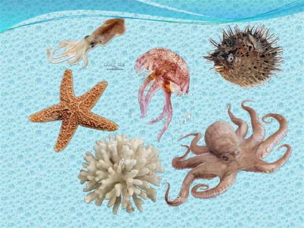 Жители океана для детей