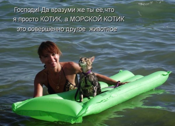 Плавают на море прикольные