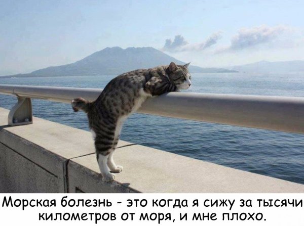 Котик хочет на море