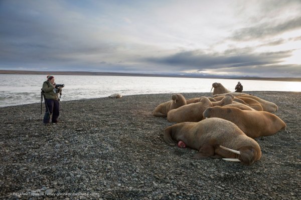 Море Лаптевых