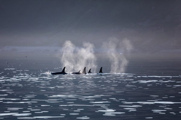 Море Лаптевых шторм