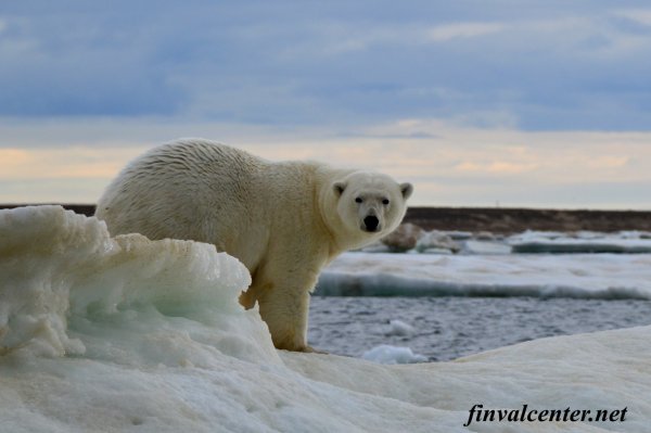 Море Лаптевых