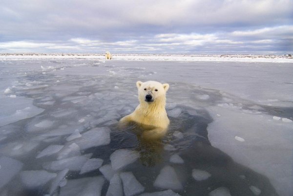 Берег моря Лаптевых