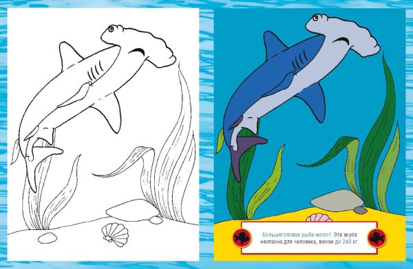 Раскраска морские обитатели