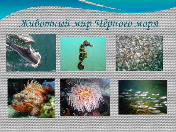 Морские обитатели субтропиков Черноморского побережья