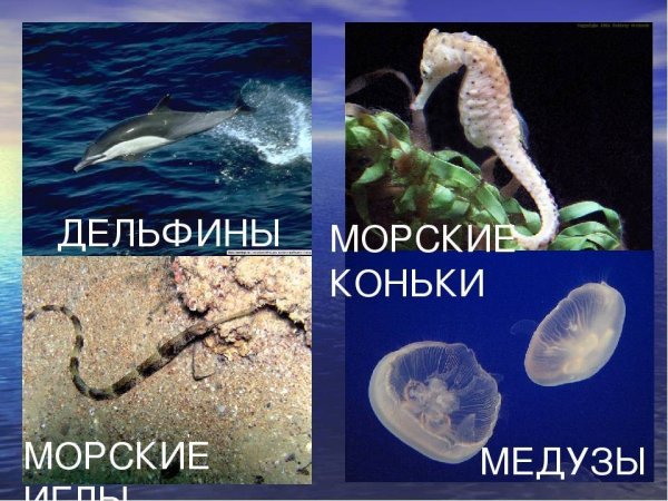 Животные черного моря 4 класс