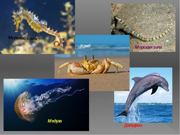 Животный мир субтропиков Черноморского побережья