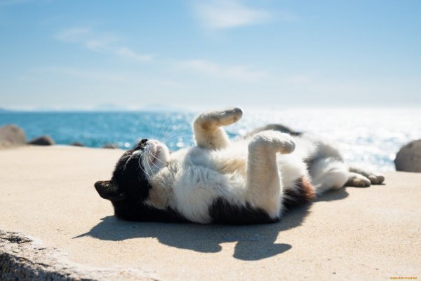 Кошка на море