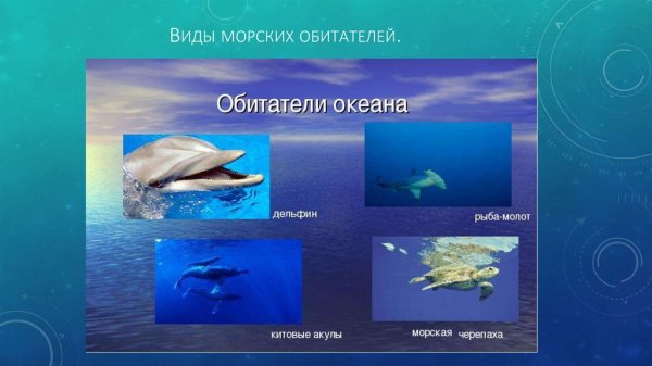 Атлантический океан обитатели океана