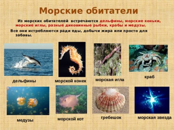 Морские обитатели описание