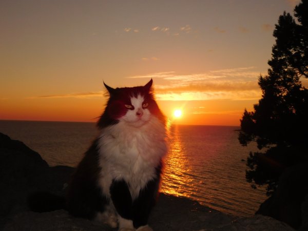 Кошка отдыхает