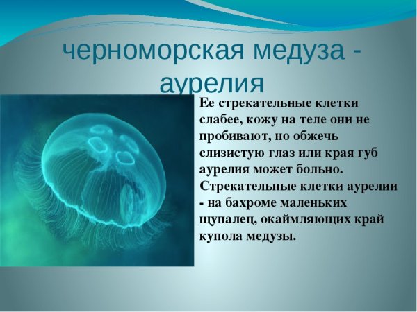 Медуза Аурелия в черном море