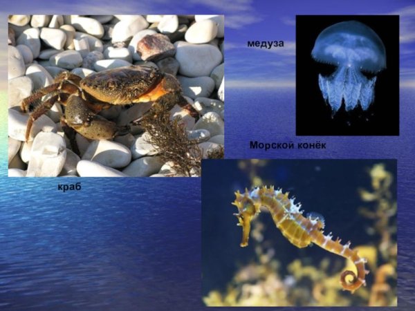 Обитатели черного моря