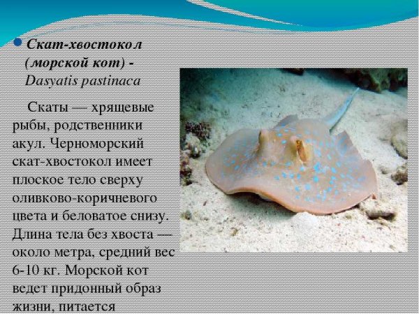 Черноморский Скат хвостокол