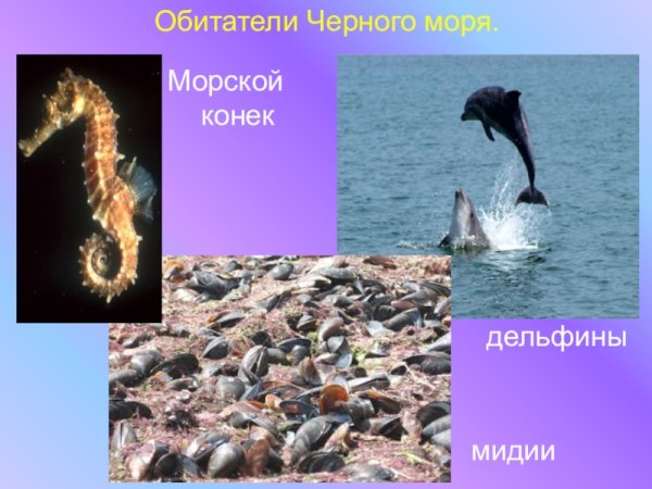 Обитатели черного моря