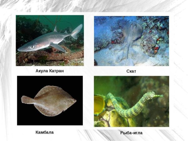 Обитатели черного моря