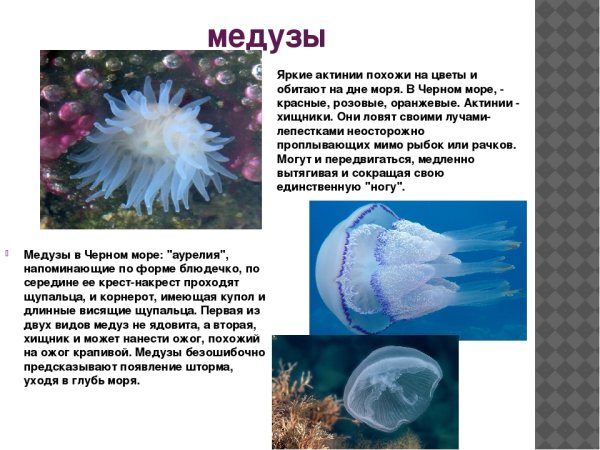 Медуза корнерот